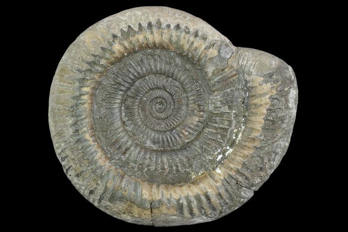Ammonite (Dactylioceras) Fossil - England #127491